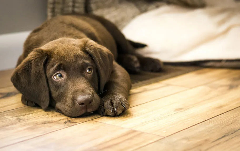 best flooring for pets